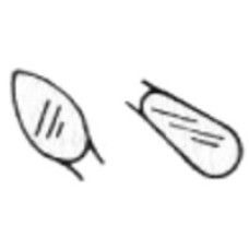 WACD Cleoid/ Discoid Amalgam Carver